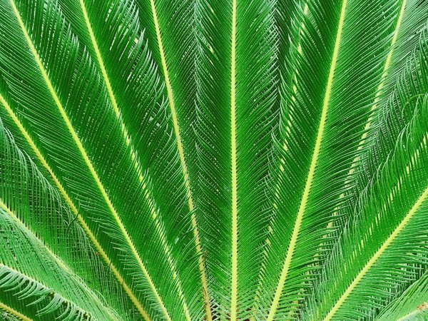 Quelles sont les plantes tropicales qui peuvent être cultivées en intérieur dans des climats plus froids ?
